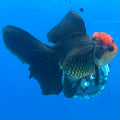 Thai Oranda JUMBO Tri-Color 4” Body Male(CK-1552)BLUETUB-A