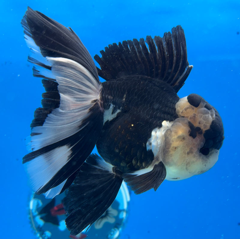 Thai Oranda Panda 3.5" Male(CK-1530)R2A05