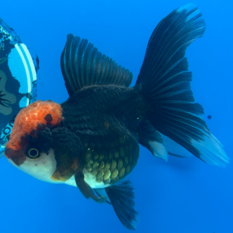 Thai Oranda Tri-Color/Black Body Red Cap 3.5” Body Female(CK-929)R1BLUETUB4