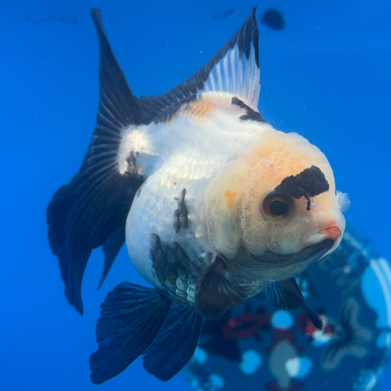 Thai Oranda Panda 3” Body Male(CK-1458)SHOWTANK2
