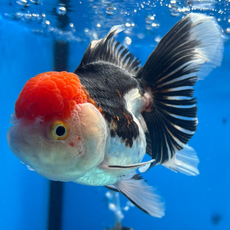 Thai Oranda Tri-Color 3.5” Body Female(CK-915)R1BLUETUB4