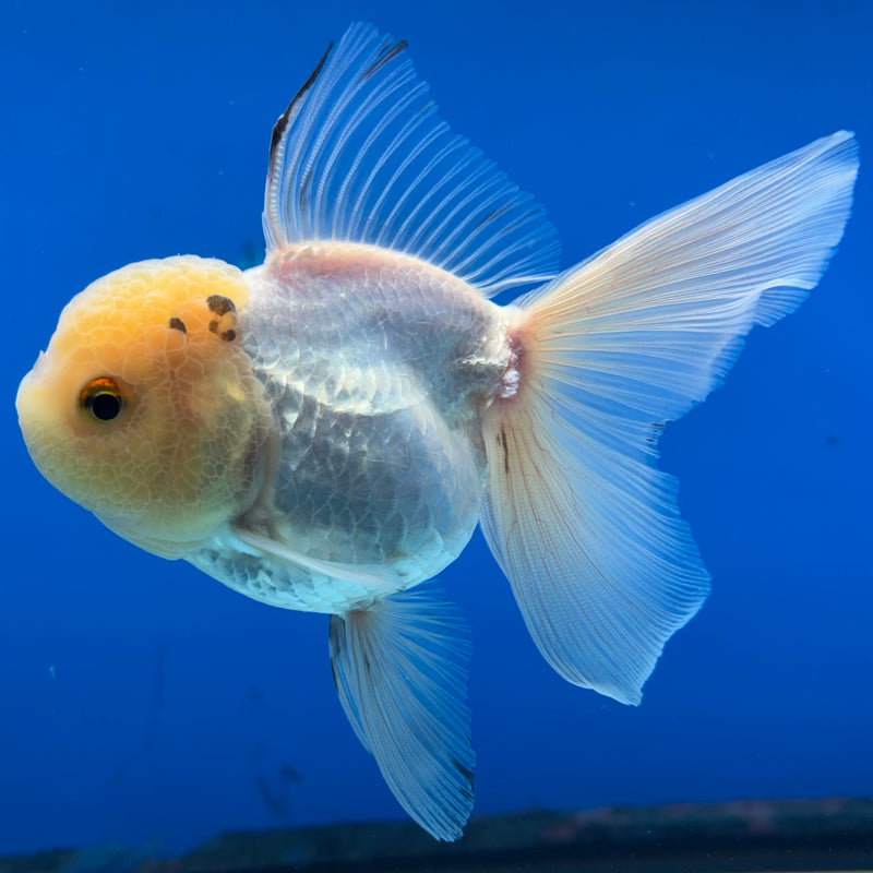 Thai Oranda Lemon Head White/Panda 3” Body Female(CK-975)R3B10