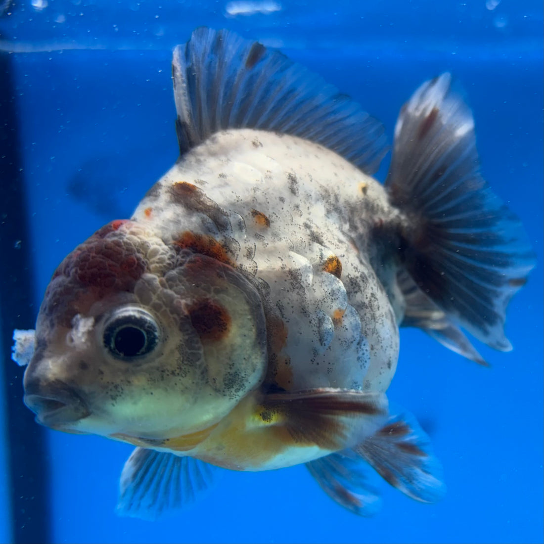 Thai Oranda Calico Yuanbao by SHOGUN 2.8” Body Male(CK-1595)R3B08