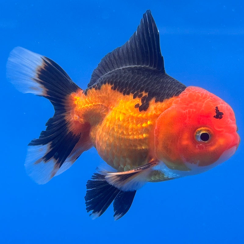 Thai Oranda Apache 2.5” Body Male(CK-1238)R3B12