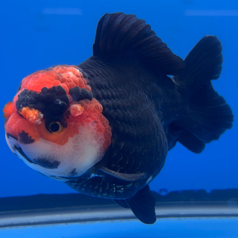 Thai Premium Oranda Yuanbao Black Body Red Cap 4” Body Male(CK-766)R1BlueTub4