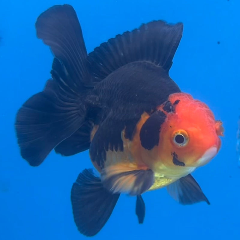 Thai Oranda Apache 2.5” Body Male(CK-1422)R3B19