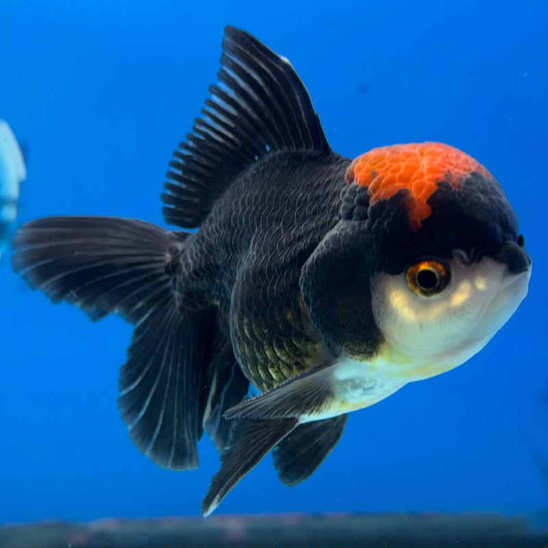 Thai Oranda Tri-Color 3” Body Male(CK-985)R3B08