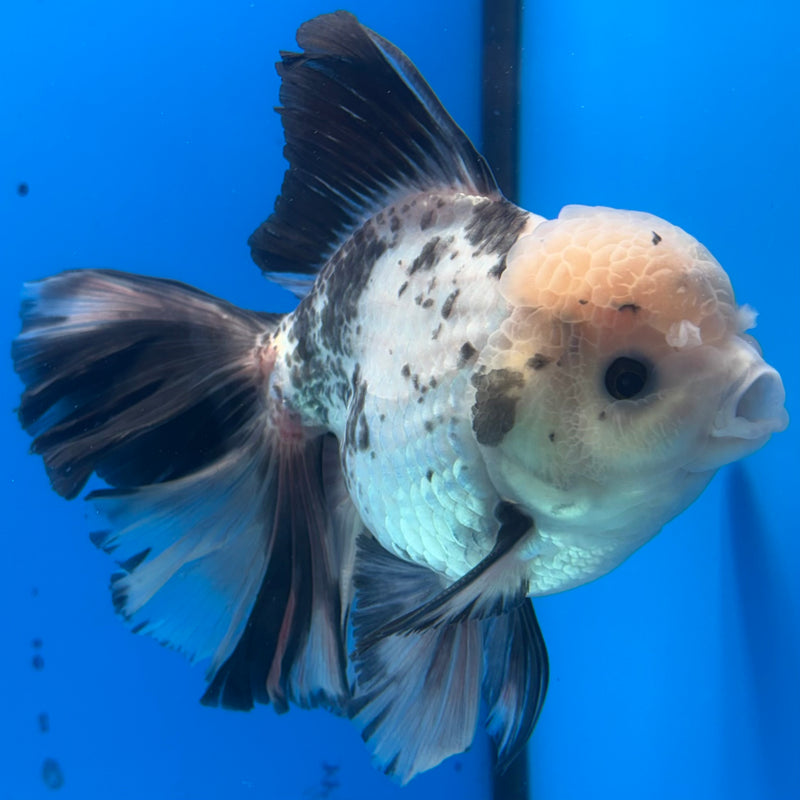 Thai Oranda JUMBO Panda 4” Body Male(CK-1394)SHOWTANK2