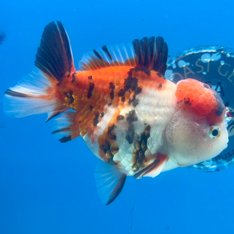 Thai Oranda Tri-Color Calico 4” Body Male(CK-1108)SHOWTANK2