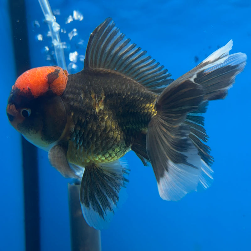 Thai Oranda Black Body Red Cap 3.5” Body Male(CK-922)R1BLUETUB4