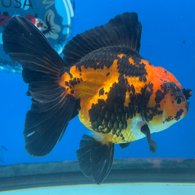 Thai Oranda Apache 3.5” Body Female(CK-1481)R2B16