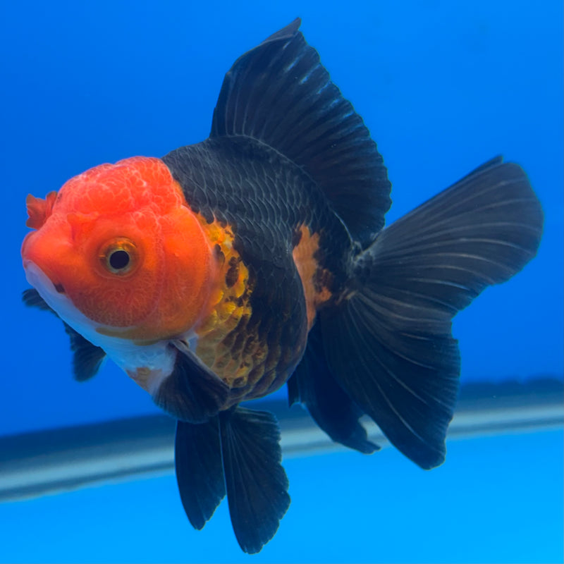 Thai Oranda Apache 3” Body Male(CK-686)R1A11