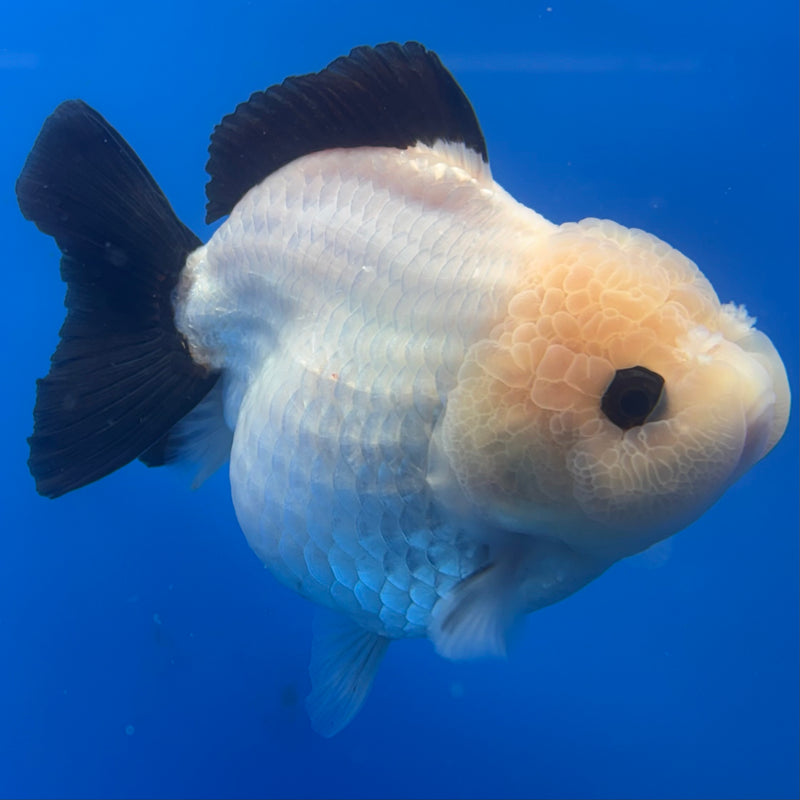 Thai Premium Oranda Yuanbao Panda 4” Body Female(CK-768)R1BlueTub4