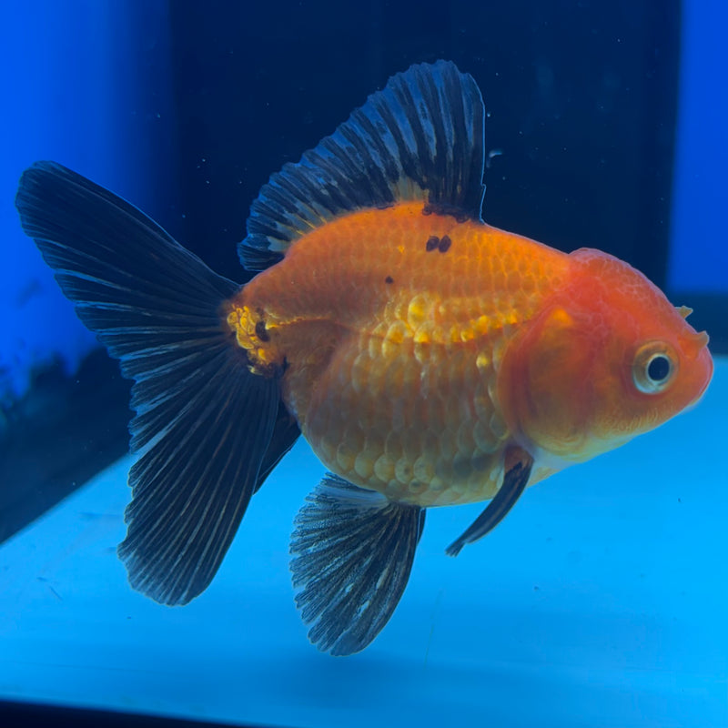 Thai Oranda Apache 2” Body Female(CK-1270)R3B06