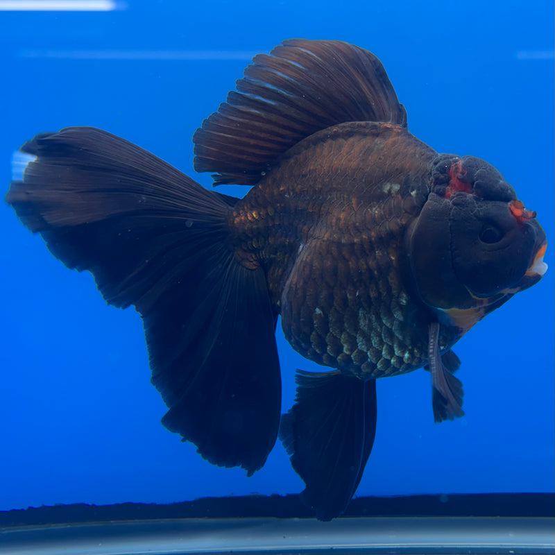 Thai Oranda JUMBO Black Body Red Cap 4” Body Female(QGF-CK-1336)BLUETUB1