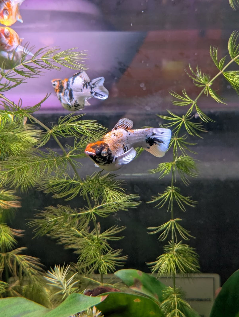 High Grade Red Head Balloon Molly (Poecilia sphenops)
