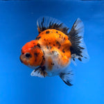 (KP-254) SHOGUN 2.5'' Calico Oranda (TUB15)