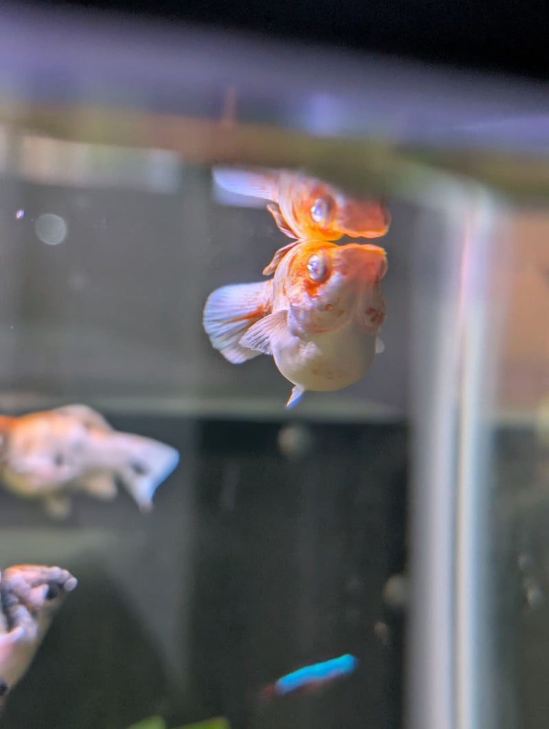 High Grade Golden Horse Balloon Molly (Poecilia sphenops)