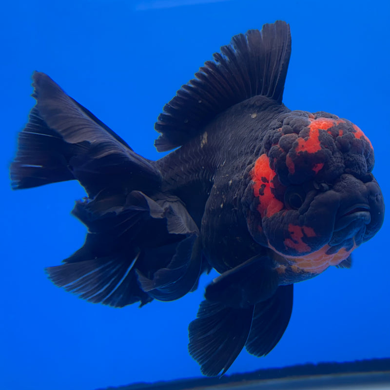 Thai Oranda JUMBO Black Body Red Cap 4” Body Female(QGF-CK-1335)BLUETUB1