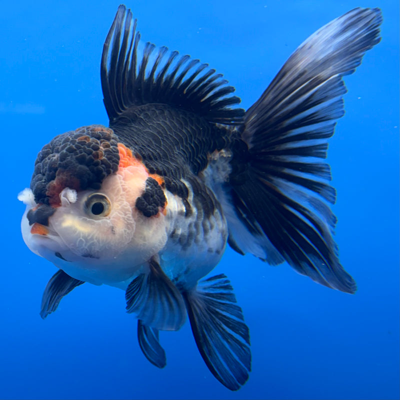 Thai Oranda Tri-Color 3” Body Female(CK-707)R1A05