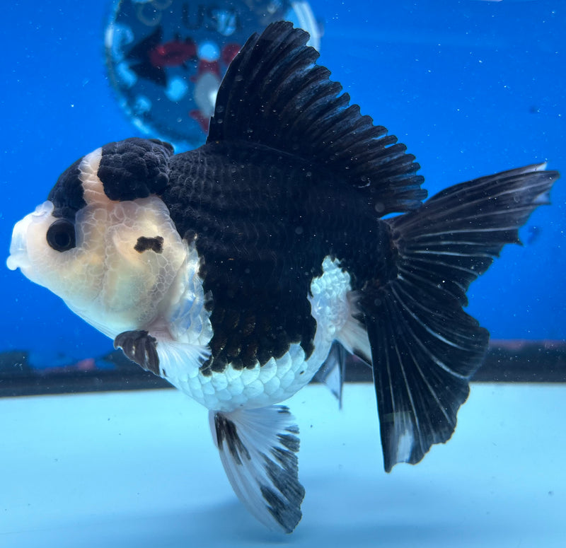 Thai Oranda Panda 3.5" Female(CK-1532)R2A05