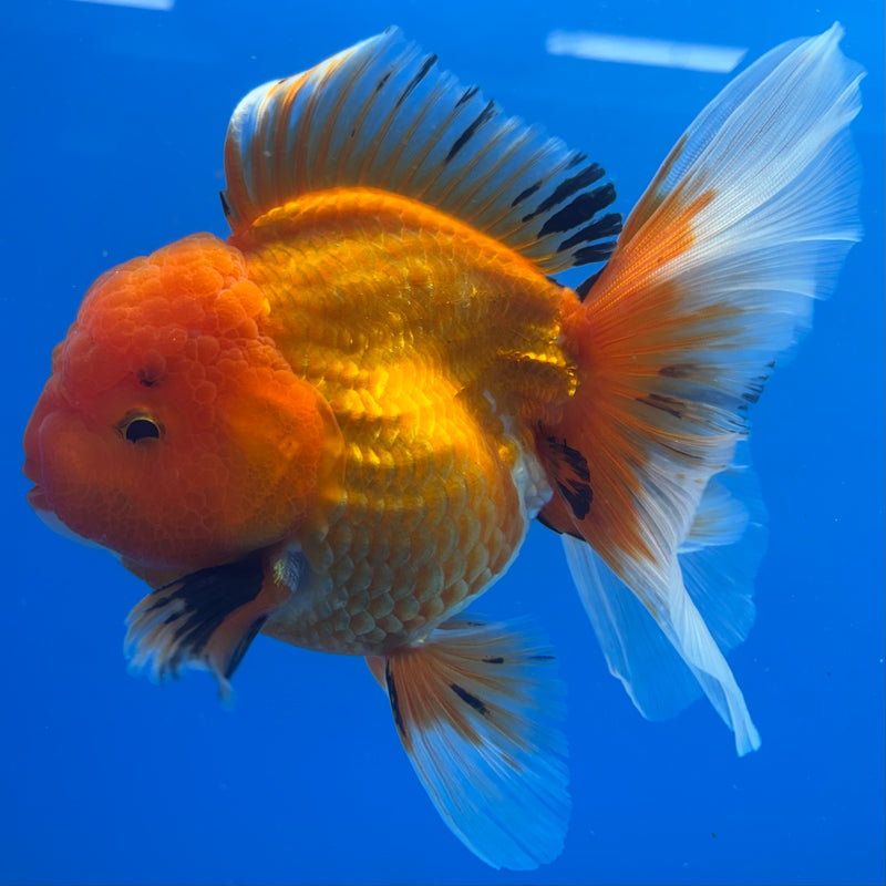 Thai Oranda JUMBO Apache 4” Body Male(CK-1367)R1B12