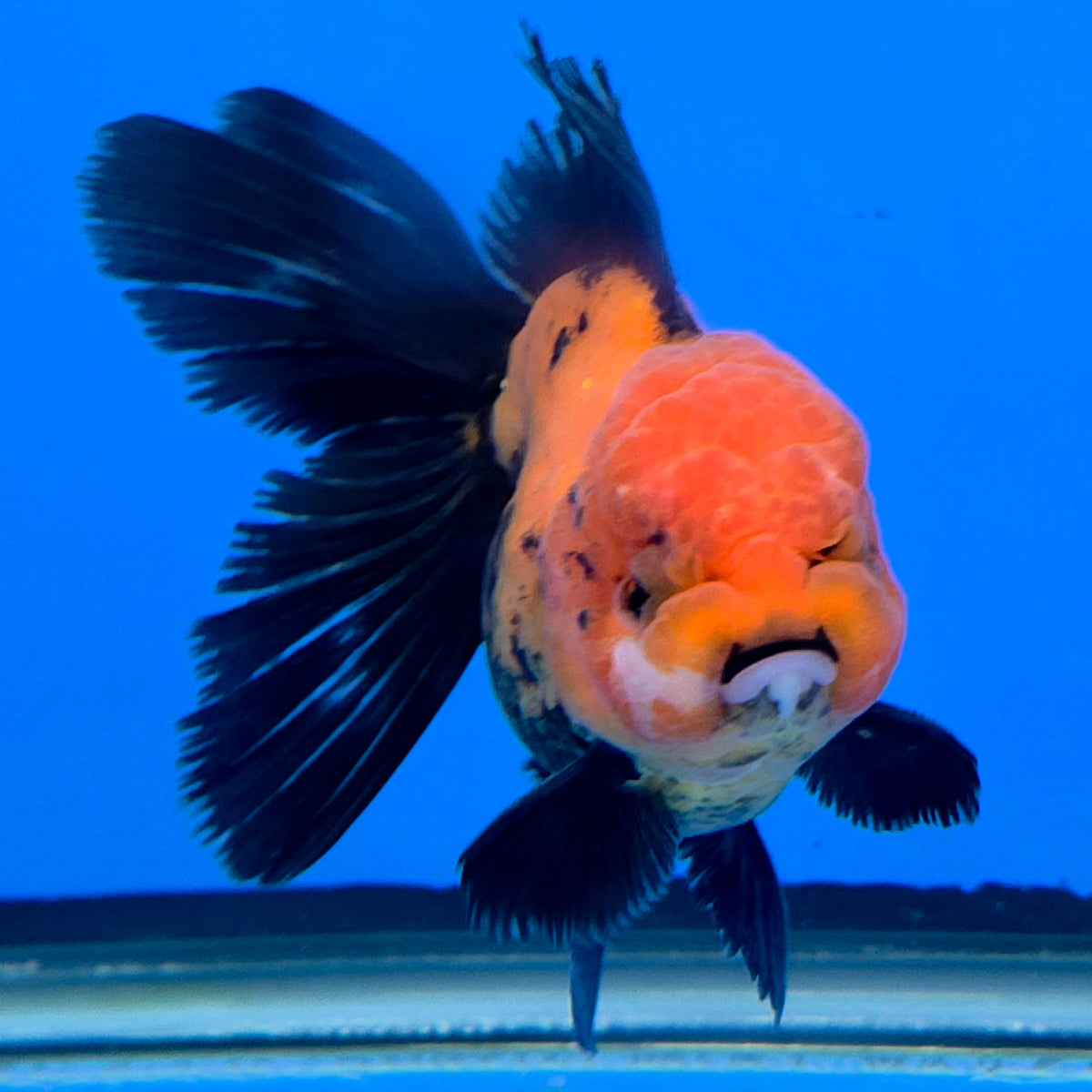 Thai Oranda Apache 3"inch Body Male(FEB-915)R3A07