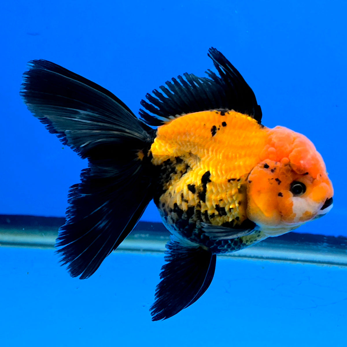 Thai Oranda Apache 3"inch Body Male(FEB-915)R3A07