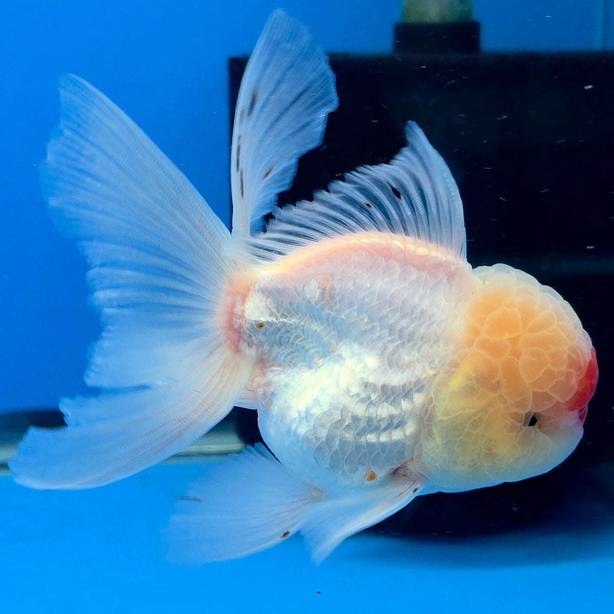 Thai Oranda Red Cap White 3"inch Body Female(FEB-916)R3A07