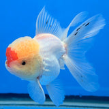 Thai Oranda Red Cap White 3"inch Body Female(FEB-916)R3A07