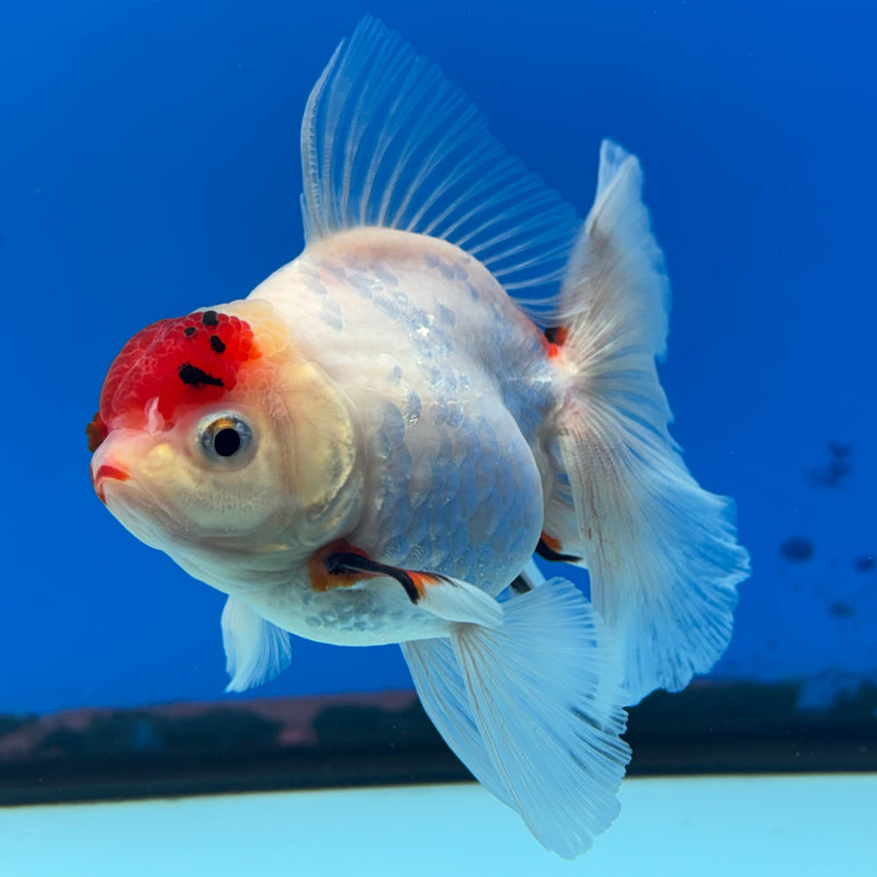 Thai Oranda Tri-Color Calico 3” Body Male(CK-621)R1B02