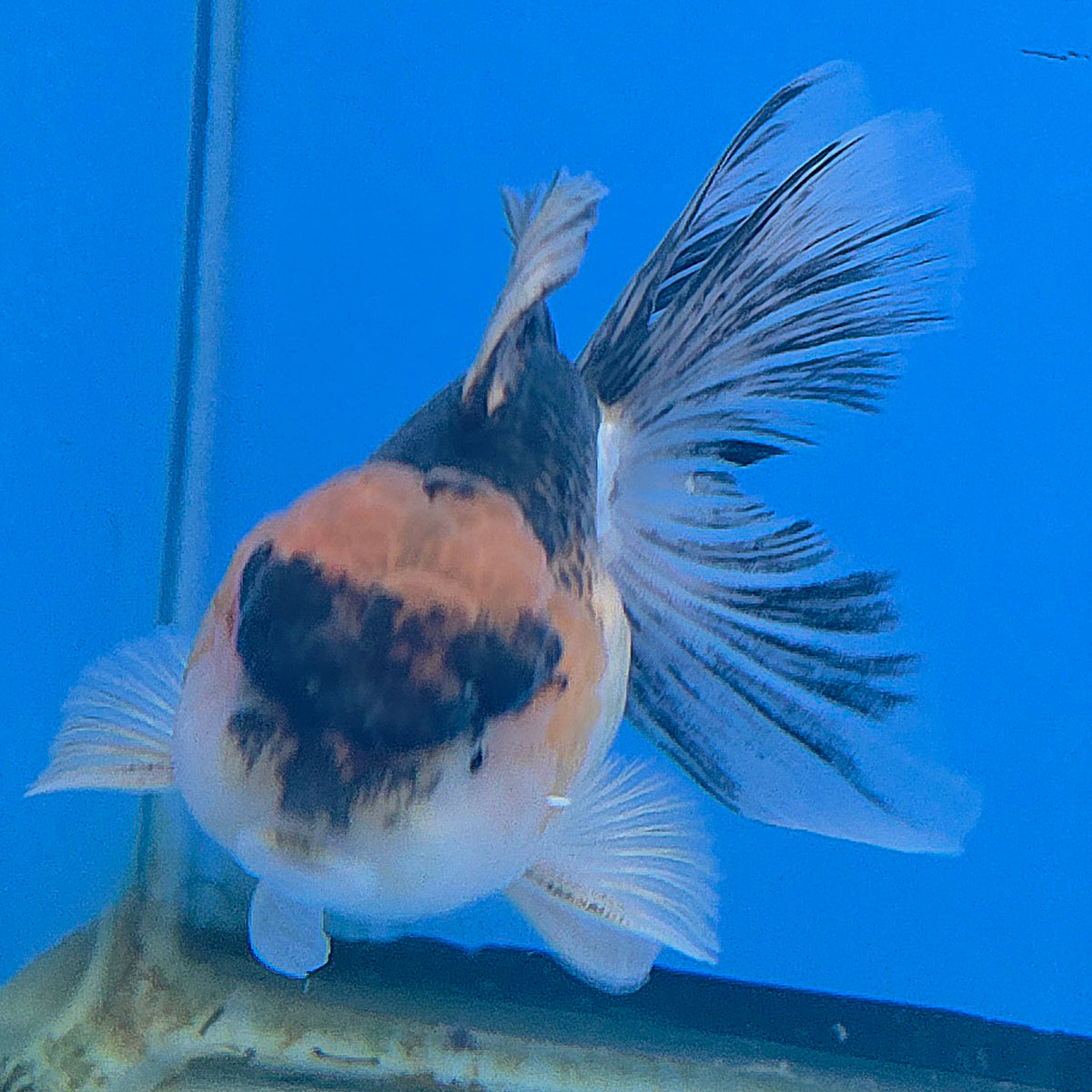 Thai Oranda Gold Apache White 3"inch Body Female(FEB-917)R3A07)
