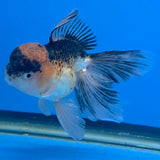 Thai Oranda Gold Apache White 3"inch Body Female(FEB-917)R3A07)