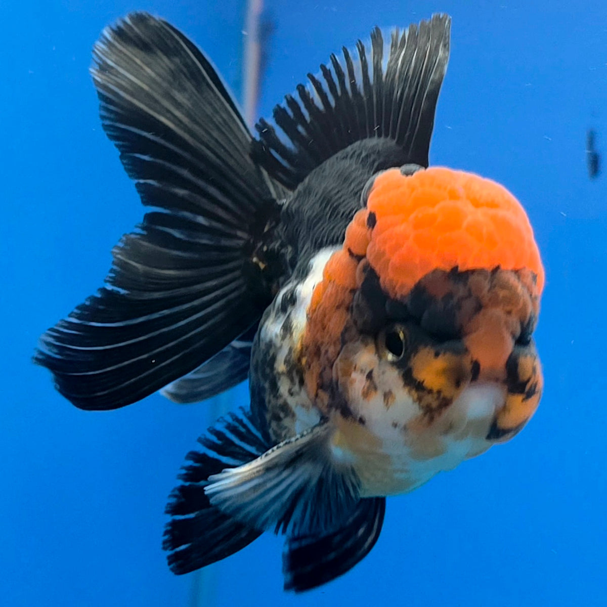 Thai Oranda Tri-Color White 3"inch Body Male(FEB-918)R3A07)