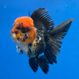 Thai Oranda Tri-Color White 3"inch Body Male(FEB-918)R3A07)