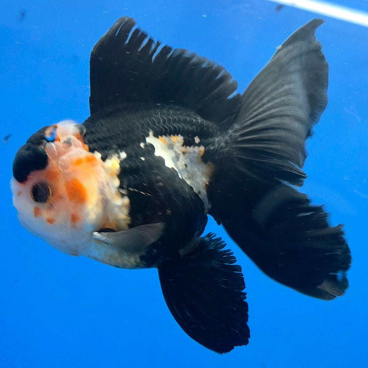 Thai Oranda Tri-Color 3.5"inch Body Male(FEB-920)R3A07)
