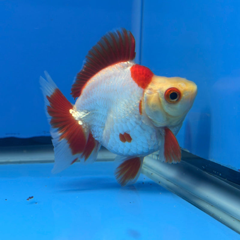(KP-232) Red & White Thai Ryukin 2.5'' Female Show Quality R3B09