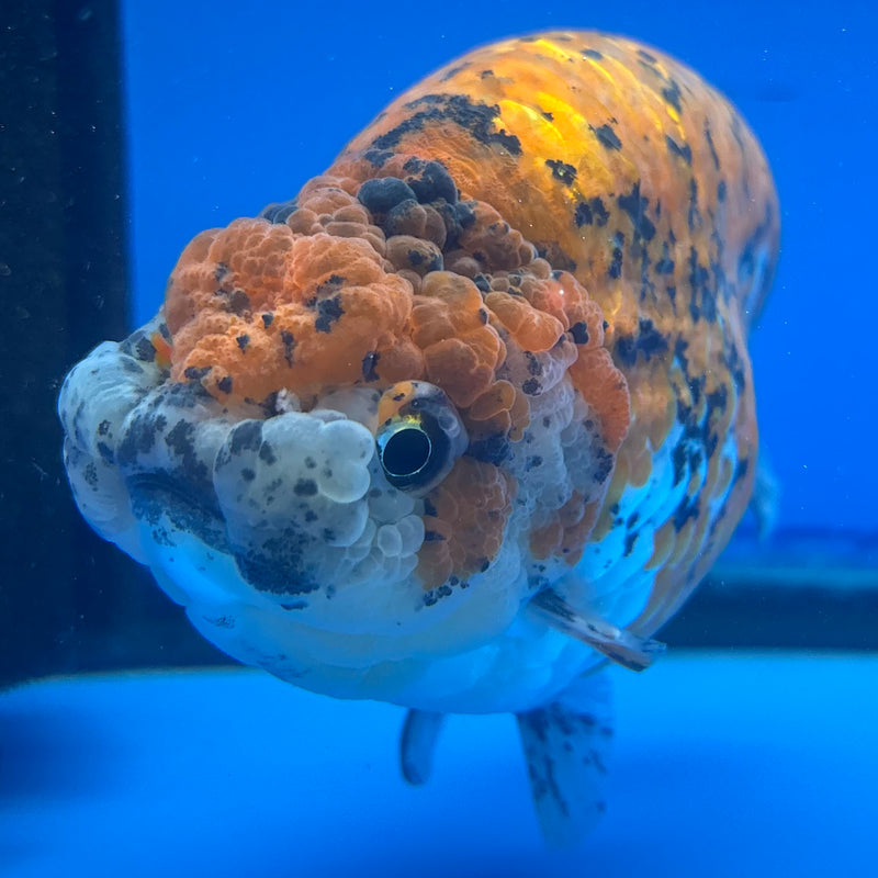 Thai Super Jumbo Calico Ranchu 6” Body Male(CK-CRP-JO1136)