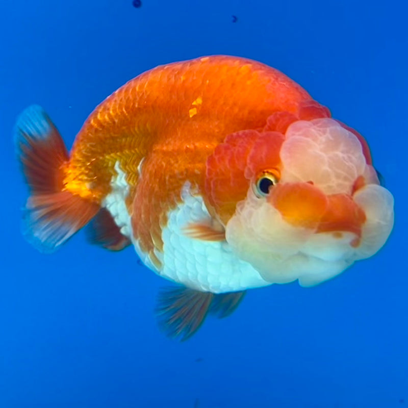 Thai Ranchu Red/White 3.5” Body Male(CK-1124)R1B05