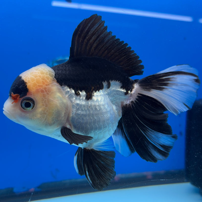 Thai Oranda Panda 3.5" Female(CK-1539)R2A07
