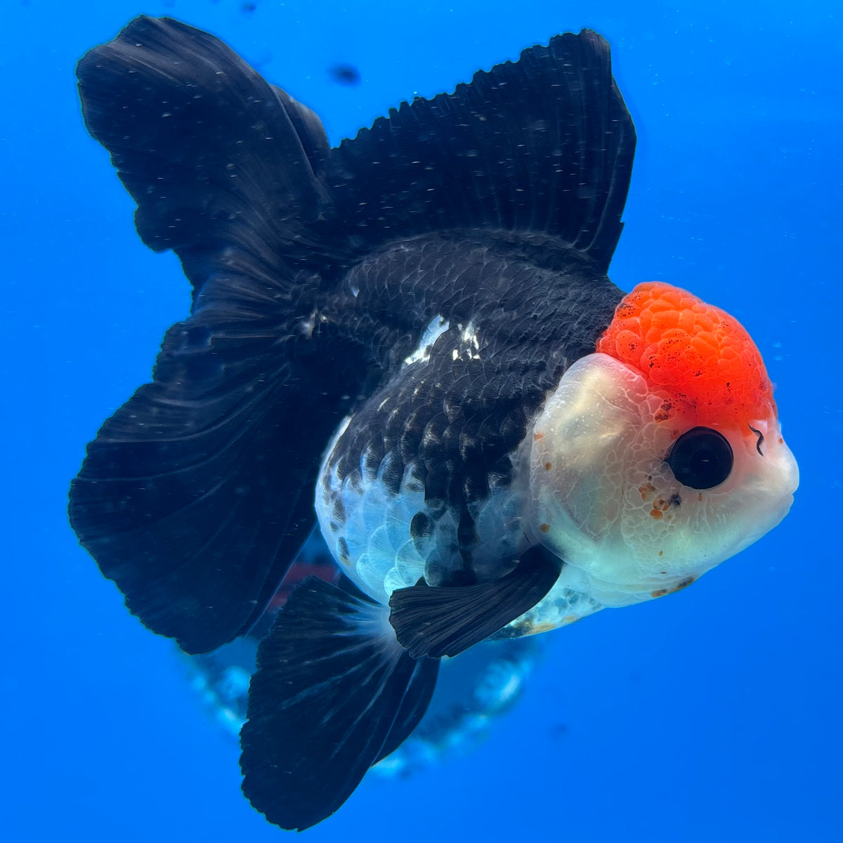 Thai Oranda Tri-Color 3” Female(CK-1630)R2B10