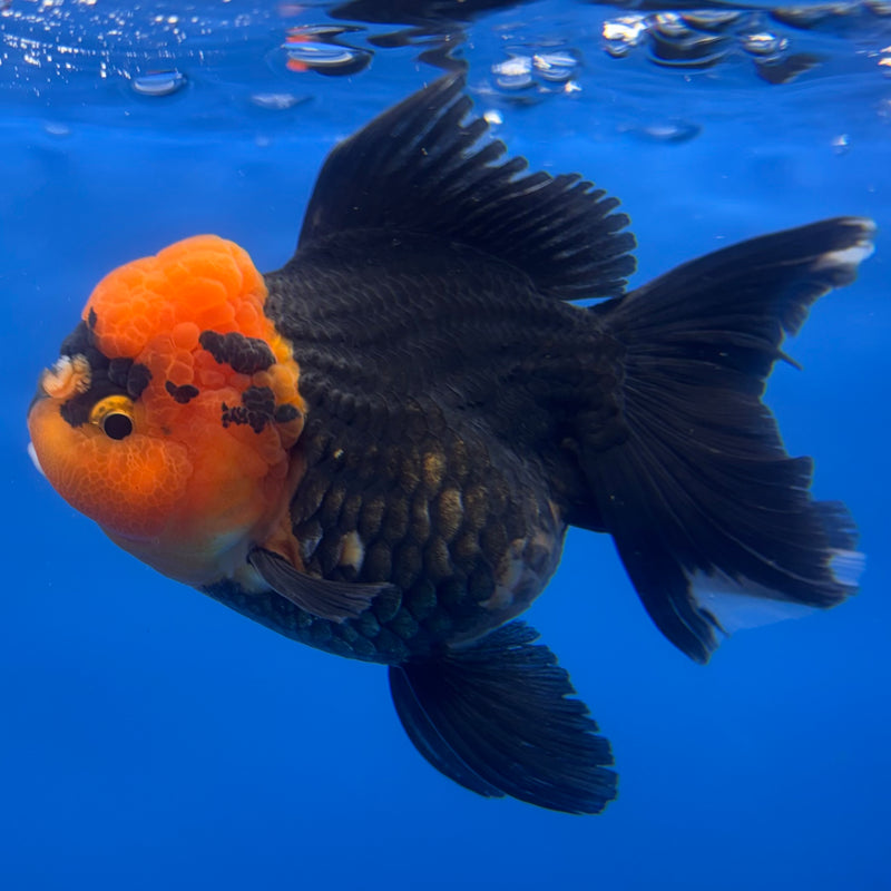 Thai Oranda Apache 3” Body Female(CK-1230)R1B08