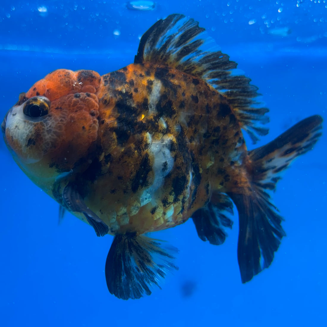 Thai Oranda Calico Yuanbao by SHOGUN 3” Body Male(CK-1594)R3B08