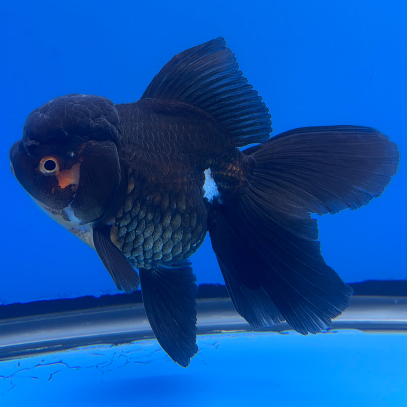 Thai Oranda Apache/Tri-Color 3” Body Female(CK-1232)R1A11