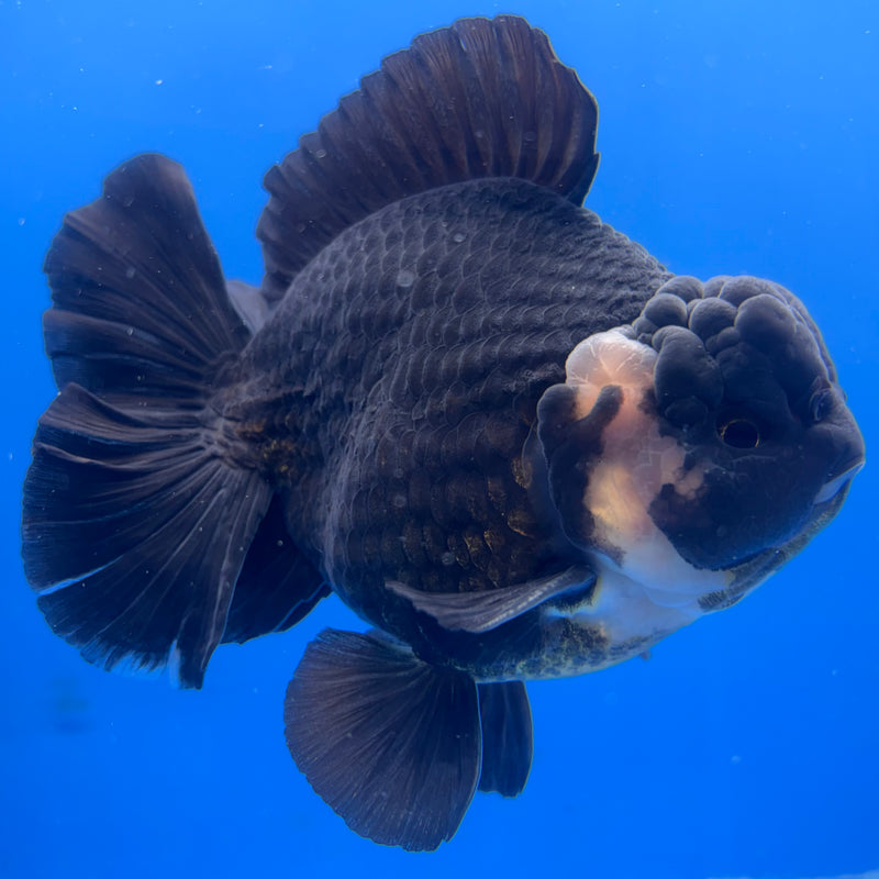Thai Oranda Panda 4” Body Male(CK-833)R1A11