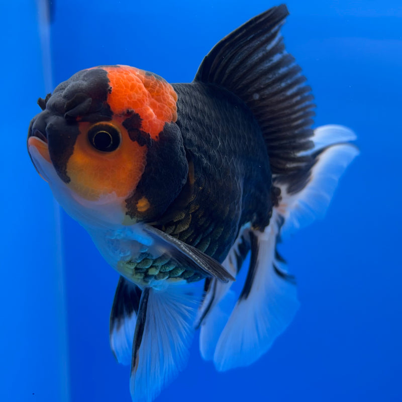 Thai Oranda Black Body Red Cap/Apache 3” Body Male(CK-730)R1B01