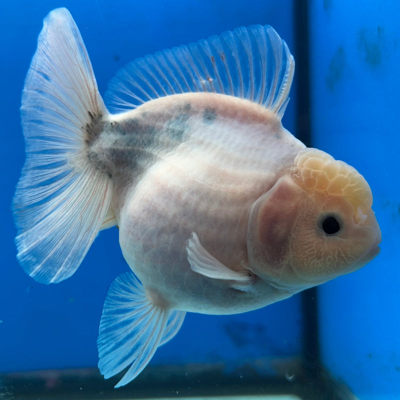 Premium Fancy Thai Marble Kirin Oranda 3.5” Body Female (JCD-203)R2C05