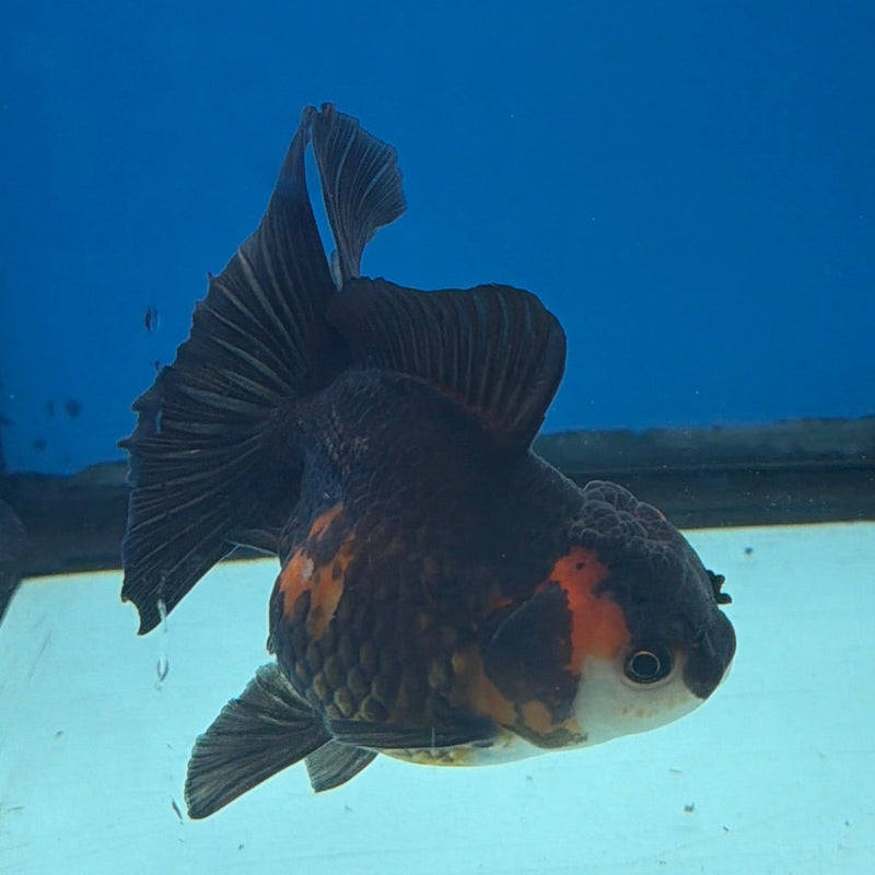 Thai Oranda Apache 3in Female (FEB-295)R2B05