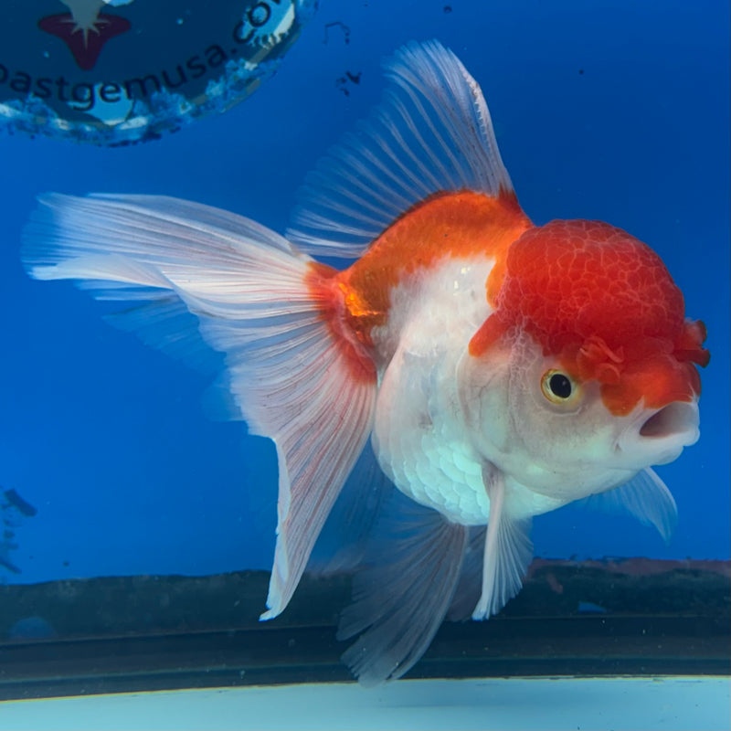 Thai Oranda Red/White 3” Body Female(CK-955)R3B17