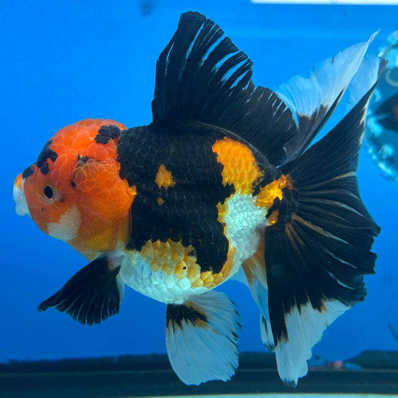 Thai Oranda Apache 3.5” Body Male(CK-1505)R2A03